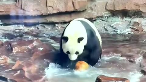 A Panda Playing With Balls