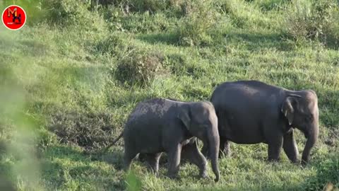 Elephant video. Animals lover. Forest animals elephant