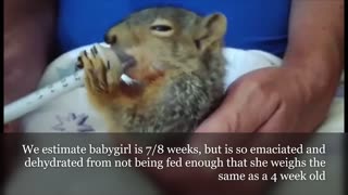 Baby squirrels poisoned and Babygirls journey in rehab