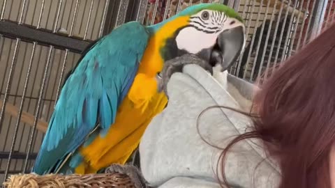 Cockatiel singing parrot singing funny animals funny birds