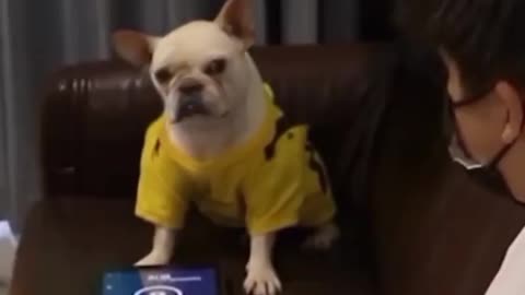 Dog Reaction When You Disturb The Dog While Playing Games