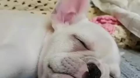 Sleeping French Bulldog puppy is the cutest thing ever