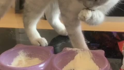 Cat eating