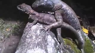 Gecko wants to mate with the female, is crazy with love and lust! [Nature & Animals]