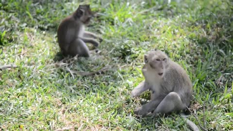 Funny Monkey Videos In Angkor Wat Cambodia | A Funny Monkeys Compilation