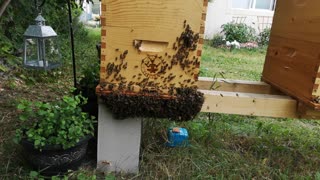 A busy little Apiary