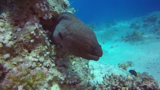 The frilled shark (Chlamydoselachus anguineus)