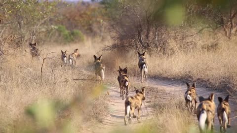 Pack of African wild dogs on the move