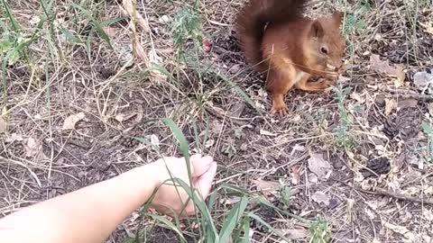 hungry squirrel