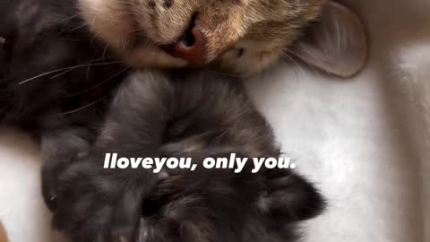 Iloveyou, only you cat video #catvideo fanny video