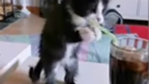 Kitten Tries To Drink Soda With Straw - 1179215