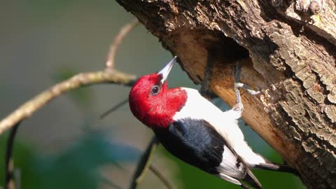Red headed Woodpeckers