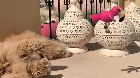 Cat playing funny video