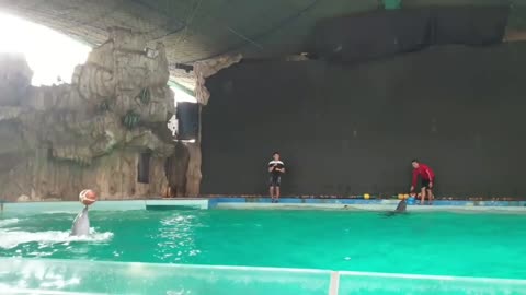 very cool dolphin jump