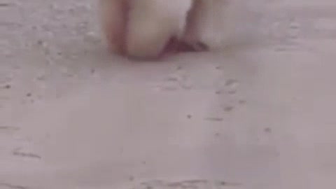 Cutest dog ever , just watch