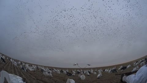 Snow Goose Hunting in Saskatchewan