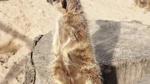 video-of-a-meerkat