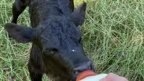 Bottle-fed calf happily waddles over for her breakfast