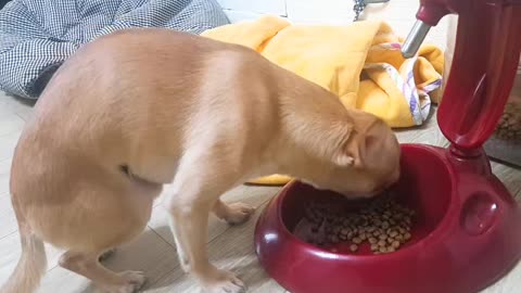 Cute puppy's mealtime