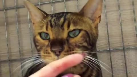 A sick cat in a veterinary clinic, received attention and affection!