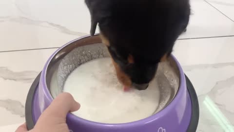 Full day diet of Rottweiler puppy