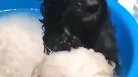 DOG TAKE THE BATH