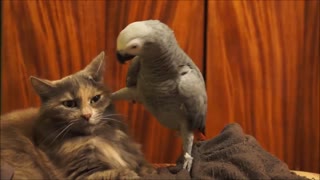 parrot trolling patient cat