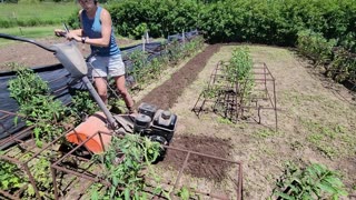 Killing WEEDS!