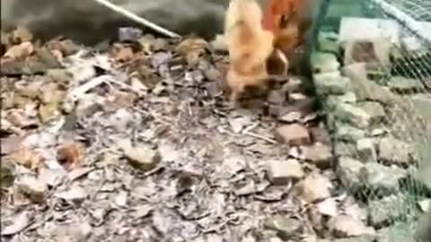 Chicken vs dog fight amazing fight