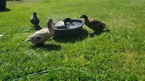 Fun on the Farm - morning Duck swim!