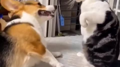 "Feline vs. Canine Clash: Paw Wars"