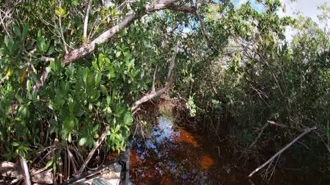 A small taste of Hell's Bay canoe Trail in Everglades NP