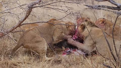 Lions devouring a Warthog