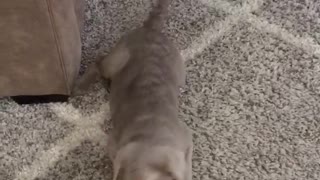 Grey puppy playing with red toy in living room