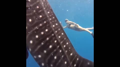 Impressive Whale Shark