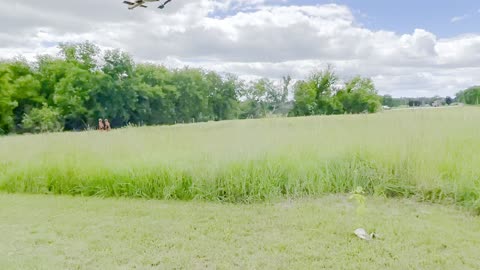 Canadian armed forces Search and Rescue Griffon Helicopter executes a training exercise