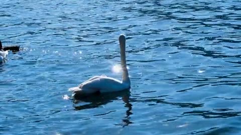 Ducks enjoying blue water | Inner Piece Videos | Relaxing Videos
