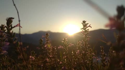 Beautiful sun rise and flower give a great fell