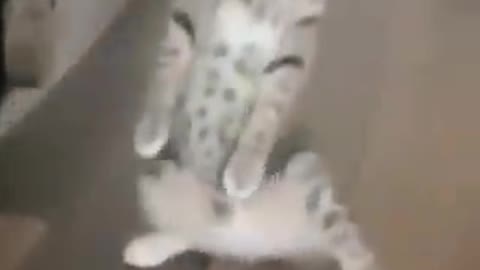 Funny Cats