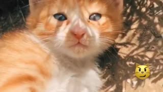 Kitten sweet cat