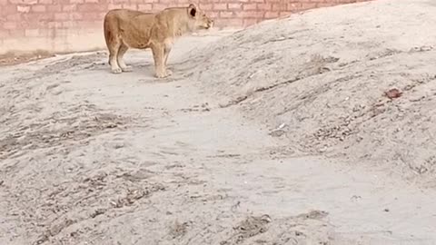 Lions#pakistan#zoo#bhawalpur