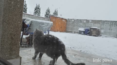 Cats see snow for the first time.