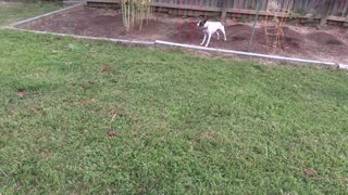 Princess Zooming around the yard