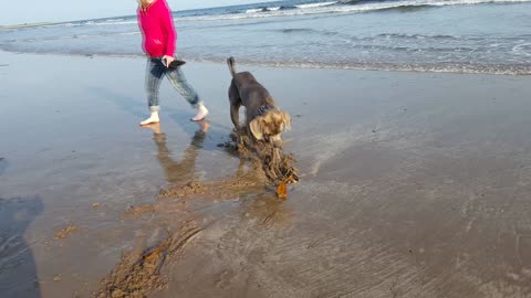 Giant dog fearfully skeptical of seaweed