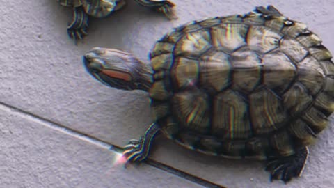 Turtle and Tortoise Differences In Under A Minute!