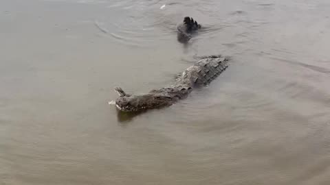 Crocodiles in water near me