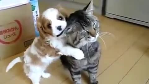 Cute Dog Attacks Cat