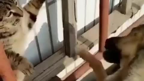 funny fight cats and dog