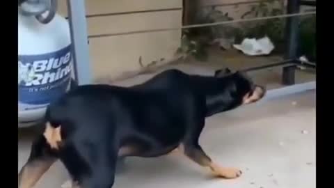 The dog encountering a fake lion