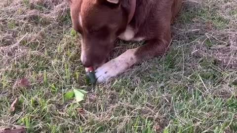 My Dog eating a Jalapeño